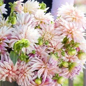 Dahlie ‚Café de Paris‘