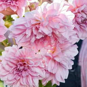Dahlie ‚Lavender Perfection‘ 