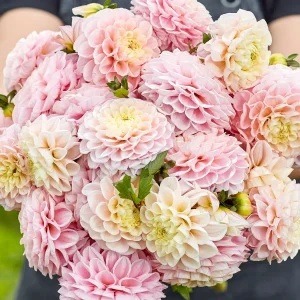Dahlie ‚Opal‘