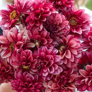 Dahlie ‚Seniors Hope‘