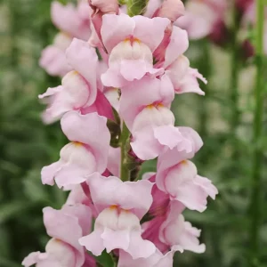 Antirrhinum majus F1‚Summer Lavender‘ (Löwenmäulchen)
